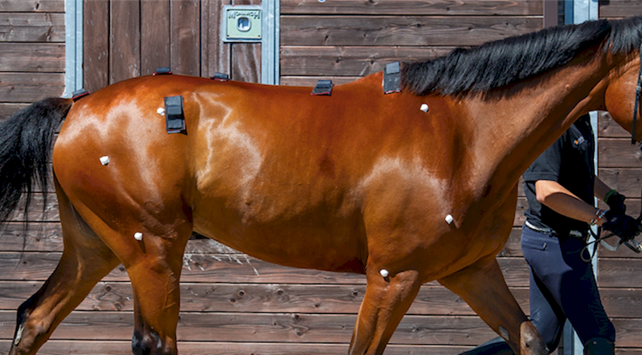 Inside Equestrian: Biomechanics