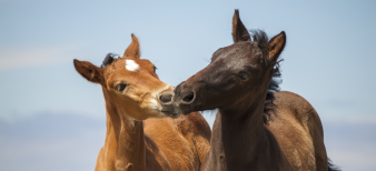 British Horse Foundation launches their 'Better Beginnings'