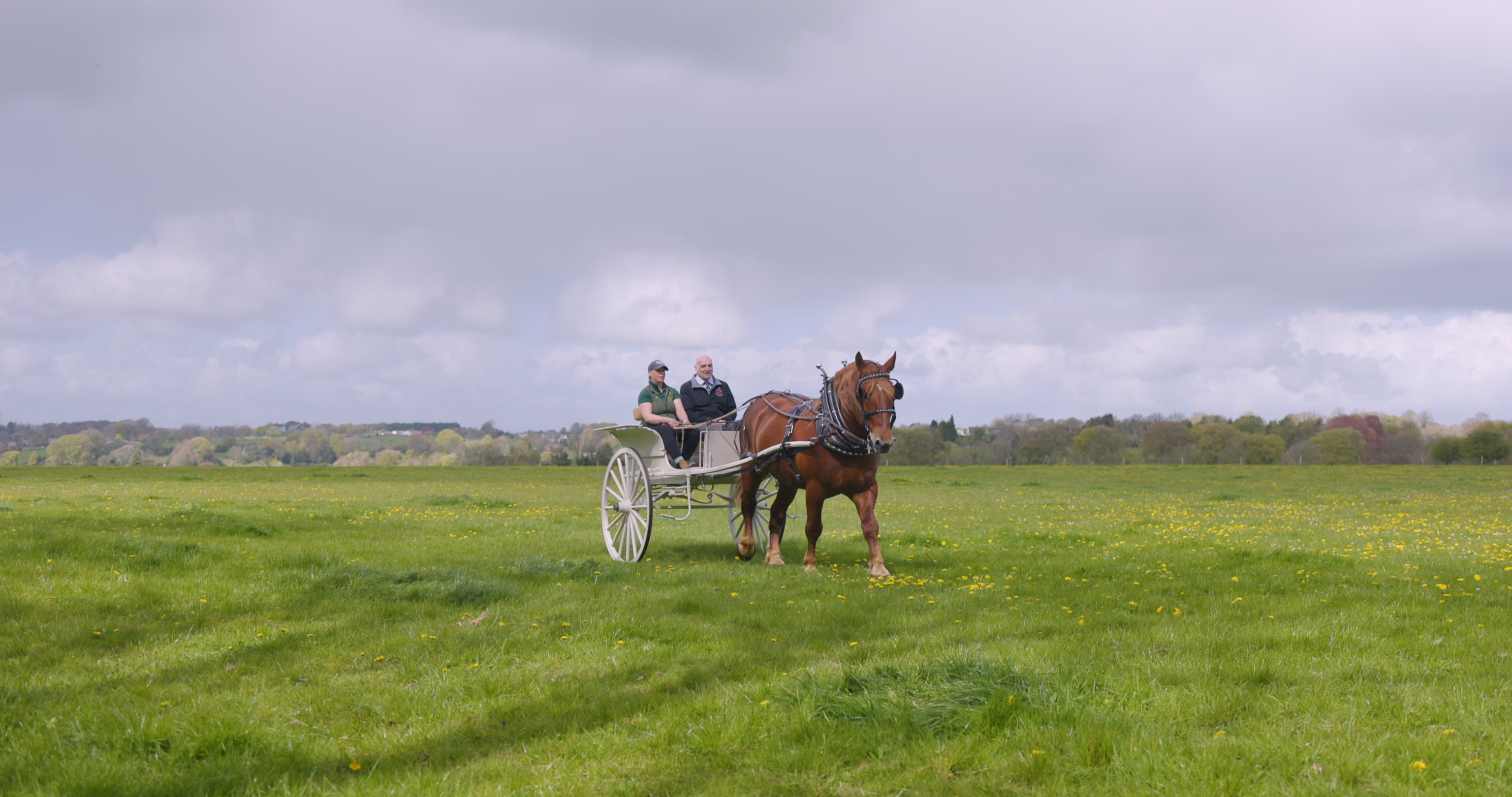 HRH The Princess Royal on the fight to save the critically endangered Suffolk Punch