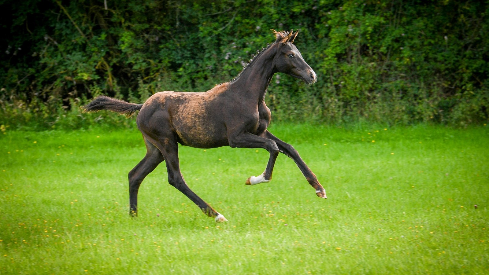 British Breeding Futurity Elite Auction