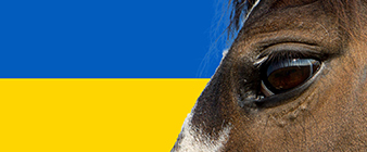 British Equestrians for Ukraine: week four update