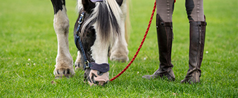 SUPPORTER MEMBERS: Win a pair of tickets to the National Equine Show, 4 - 5 March