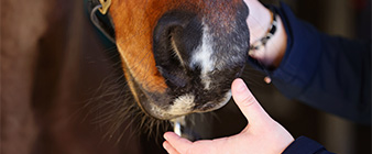 Essential equine health topics in the spotlight for British Equestrian’s Equine Health Week campaign