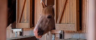 Reducing equine disease risk together: new handbook for venues from British Equestrian