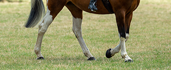 British Equestrian member bodies achieve foundation level of Equality Standard for Sport