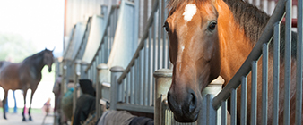 British Equestrian launches Together Fund to support centres to recover and grow from COVID-19