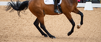 Dressage nominated entries for Tokyo 2020 Olympic Games announced