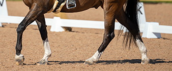 ParalympicsGB selects four defending equestrian champions for Tokyo 2020