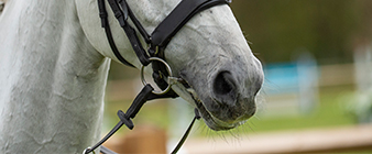 BEVA, BEF and BHA monitoring interruptions to supply of Equine Influenza vaccines