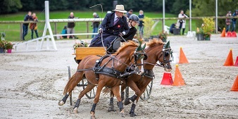 Silver for Campbell at FEI World Pony Driving Championships