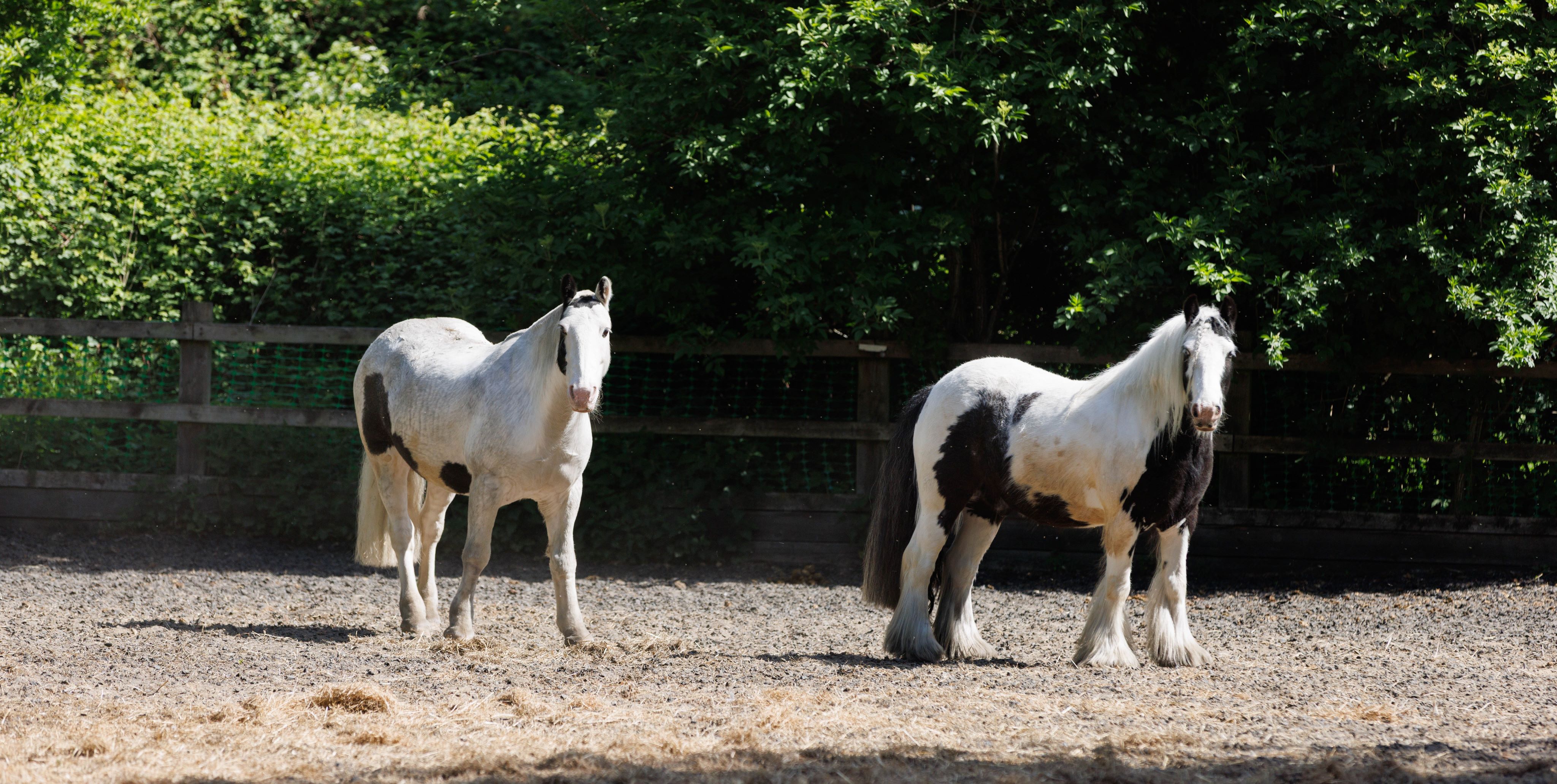 British Equestrian releases State of the Nation 2024 report
