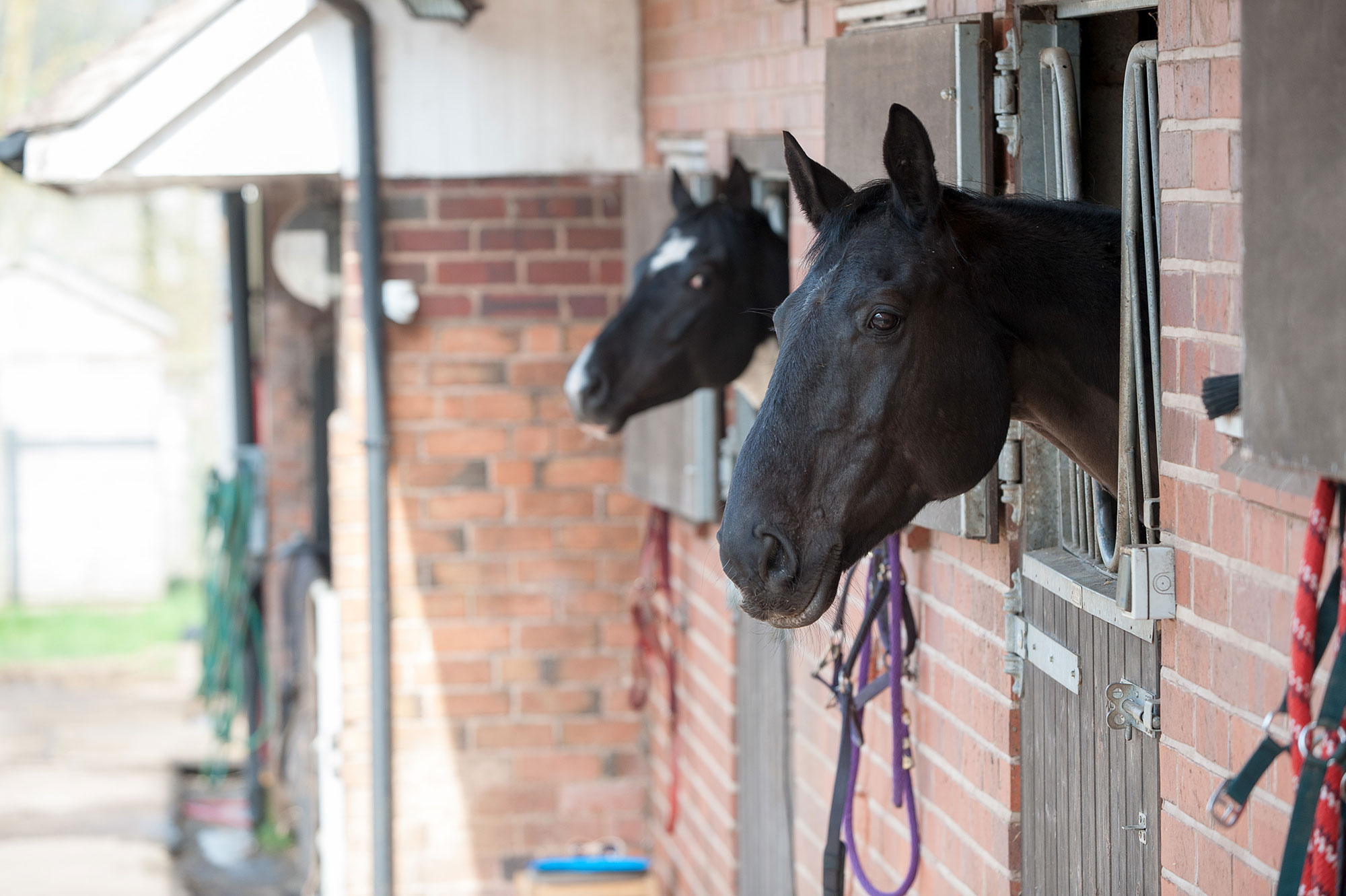 Equestrian Employers Association warn of challenging times ahead for the equestrian industry on wages